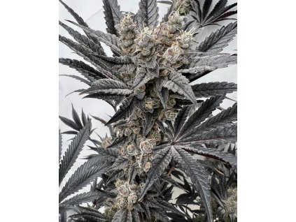 69498 solfire gardens mind melter feminized