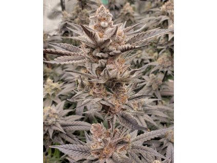 69501 solfire gardens udder madness feminized