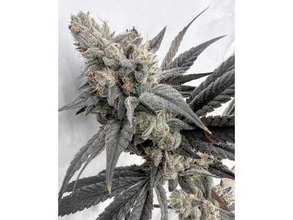 69504 solfire gardens mega mind feminized