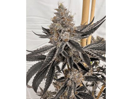 69507 solfire gardens block monster feminized