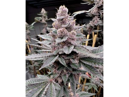 69513 solfire gardens miami madness feminized