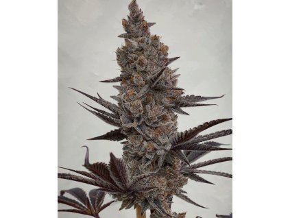 69516 solfire gardens mando feminized