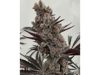 69519 solfire gardens bahama mama feminized