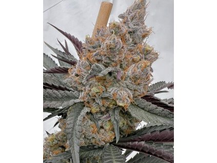 69522 solfire gardens turnt feminized