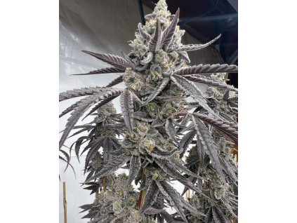 69525 solfire gardens banana clipz feminized