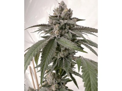 69528 solfire gardens b ride feminized