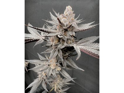 69531 solfire gardens gas guzzler feminized