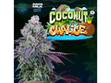 69846 perfect tree seeds coconut chalice feminized