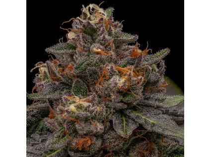 69855 ripper seeds korenji feminized