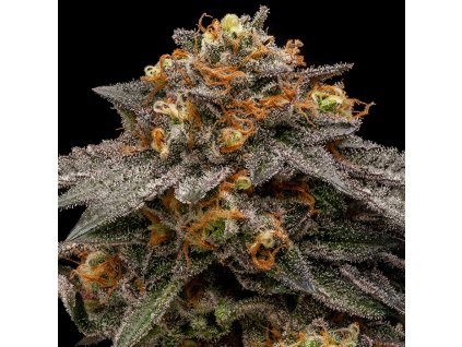 69870 ripper seeds shimo feminized