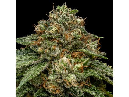 69879 ripper seeds kroma feminized