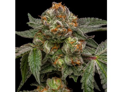 69885 ripper seeds zake feminized