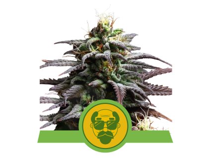69939 royal queen seeds grandaddy purple auto feminized autoflowering