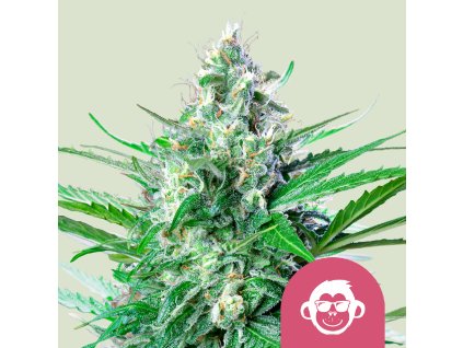 69957 royal queen seeds grape ape feminized