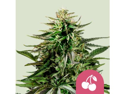 69966 royal queen seeds cherry pie feminized