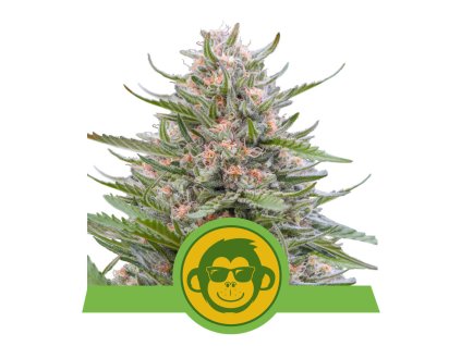 69978 royal queen seeds grape ape auto feminized autoflowering