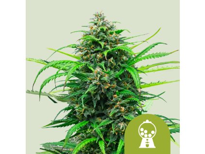 69981 royal queen seeds pink runtz auto feminized autoflowering