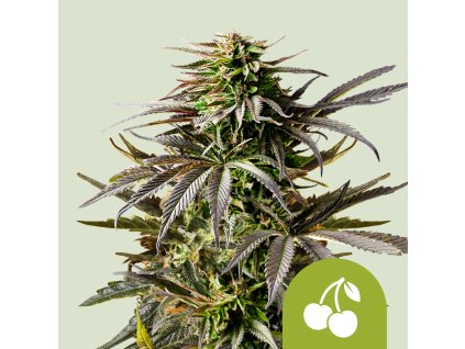 69996 royal queen seeds cherry pie auto feminized autoflowering