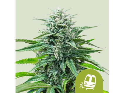 70002 royal queen seeds trainwreck auto feminized autoflowering