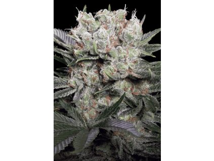 70044 paradise seeds californian gold feminized vyprodej