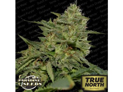 70095 paradise seeds original cheese feminized vyprodej