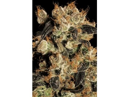 70101 paradise seeds white berry feminized vyprodej