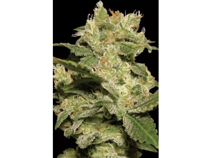 70116 paradise seeds auto jack feminized autoflowering vyprodej