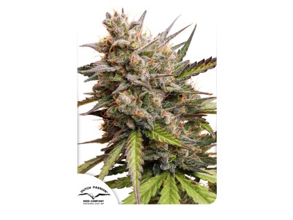 Dutch Passion Auto Melonade Runtz, feminized autoflowering (Balení 7 ks)