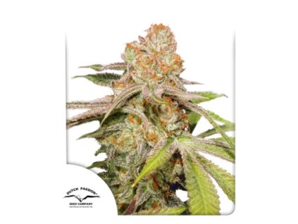 70230 dutch passion auto mac nr 1 feminized autoflowering