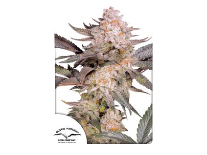70242 dutch passion orange bud 2 0 feminized