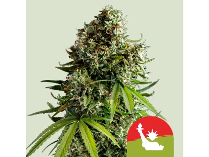 70260 royal queen seeds x mike tyson nyc sour d auto feminized autoflowering