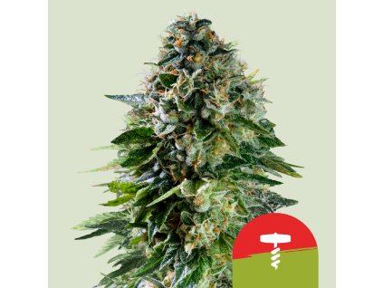 70266 royal queen seeds x mike tyson corkscrew auto feminized autoflowering