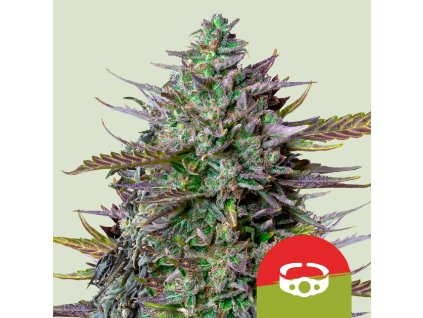 70272 royal queen seeds x mike tyson goat lato auto feminized autoflowering