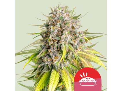 70281 royal queen seeds x mike tyson punch pie feminized