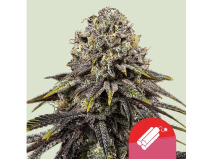 70284 royal queen seeds x mike tyson dynamite diesel feminized