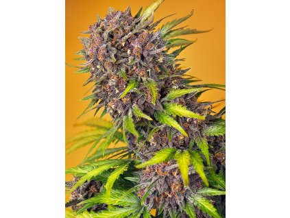 70311 sweet seeds auto diablo rojo xl feminized autoflowering