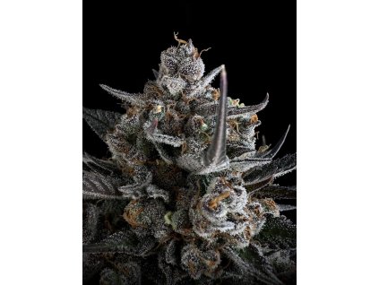 Fast Buds Pound Cake Auto, feminized autoflowering (Balení 1 ks)