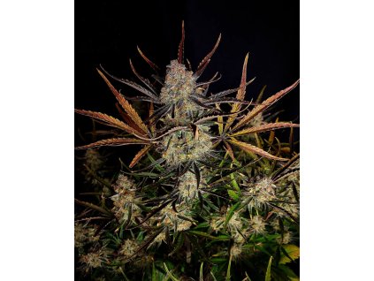 Fast Buds Apple Strudel Auto, feminized autoflowering (Balení 3 ks)