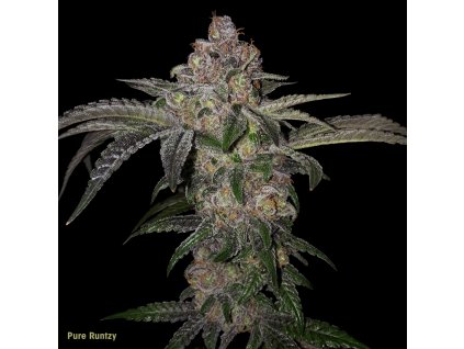70446 t h seeds pure runtzy feminized special pack