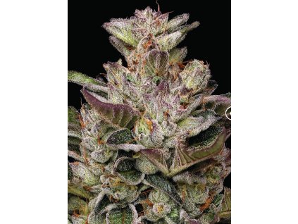70455 humboldt seed company donutz feminized