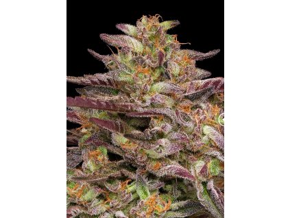 70461 humboldt seed company cob salad feminized