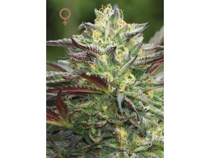 70467 humboldt seed company g s cookies feminized