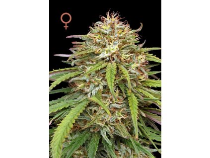 70479 humboldt seed company ed rosenthals super high life feminized
