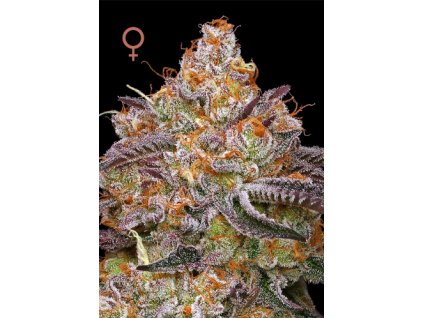 70488 humboldt seed company granny candy feminized