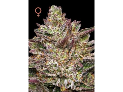 70509 humboldt seed company guzzlers feminized