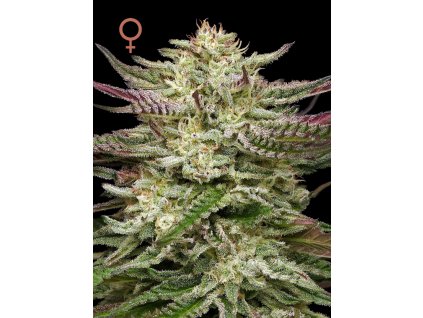 70524 humboldt seed company humboldt headband auto autoflowering feminized