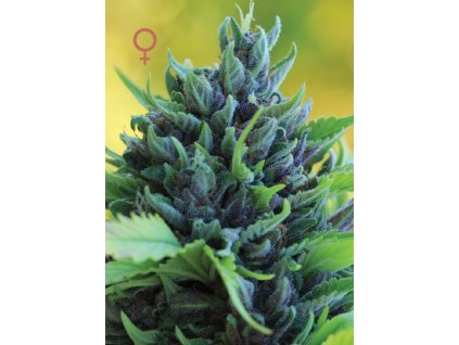 70542 humboldt seed company humboldt dream feminized