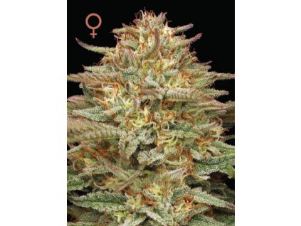 70545 humboldt seed company orange creampop feminized