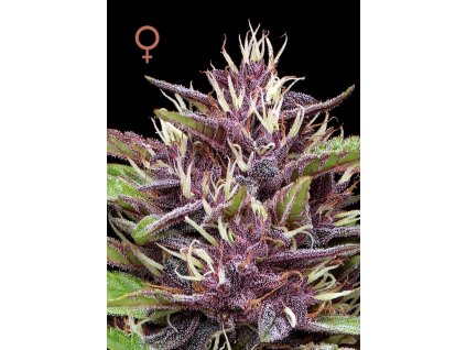 70572 humboldt seed company p p d feminized