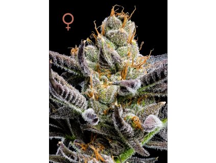 70587 humboldt seed company jelly donutz auto autoflowering feminized